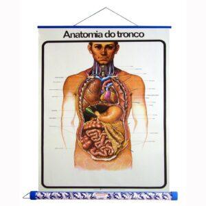 Anatomia do tronco - Embalagem unipak 