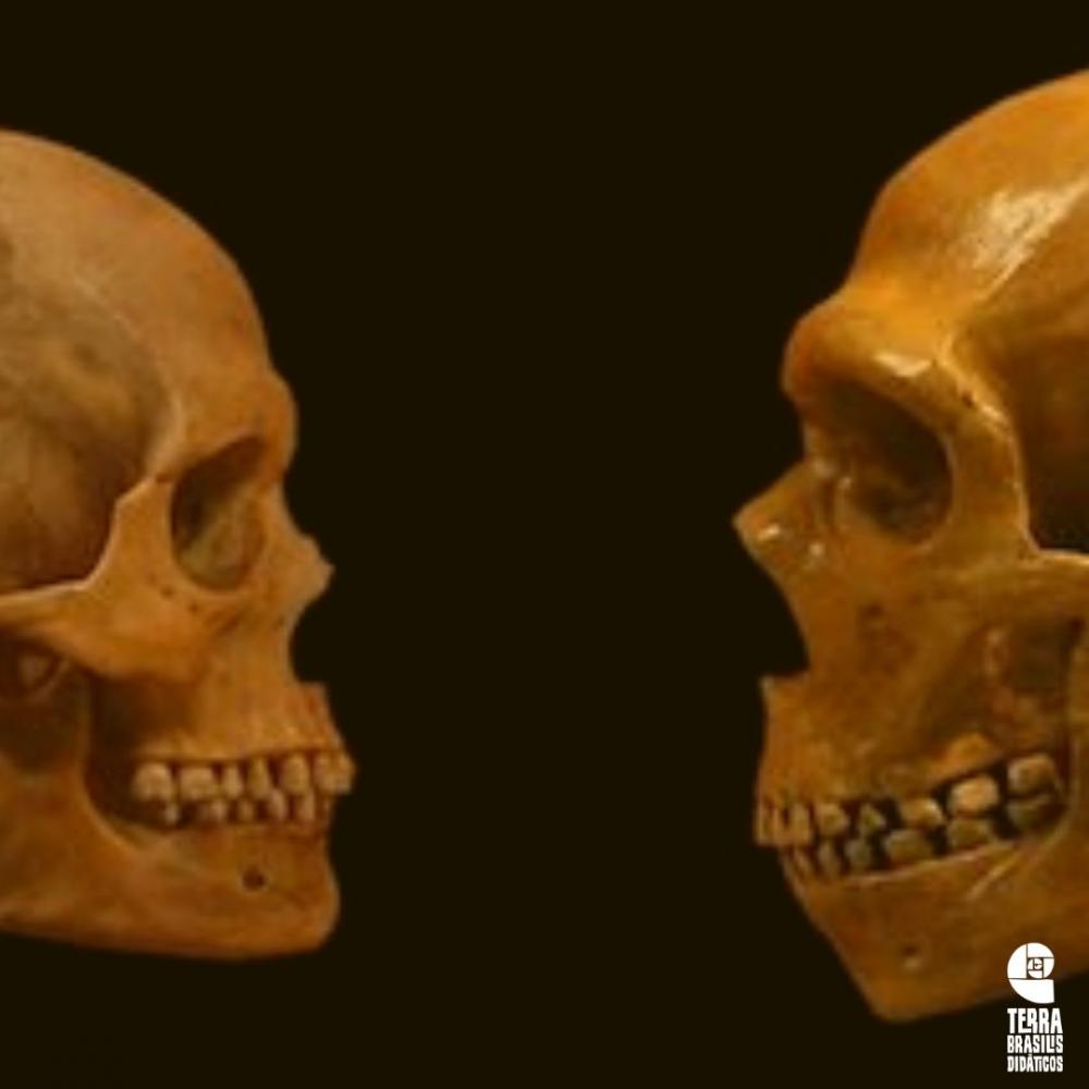 Kit Diferenças Morfológicas: Homo sapiens e Homo neanderthalensis