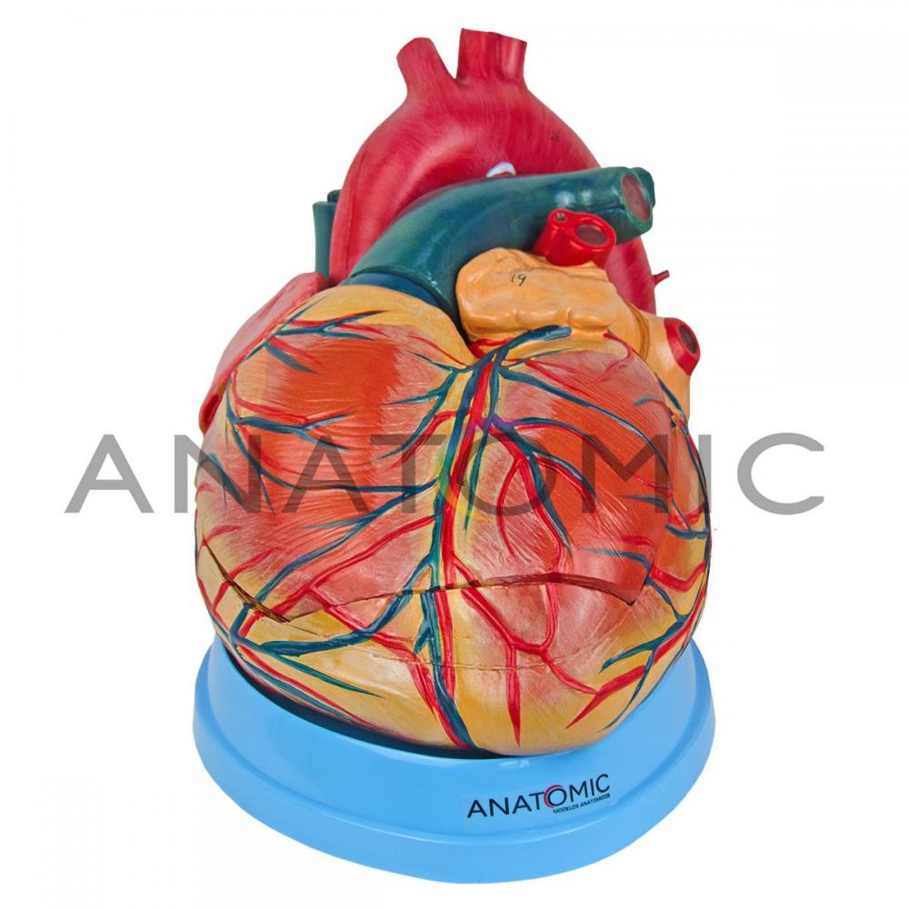 Coração Ampliado em 3 Partes