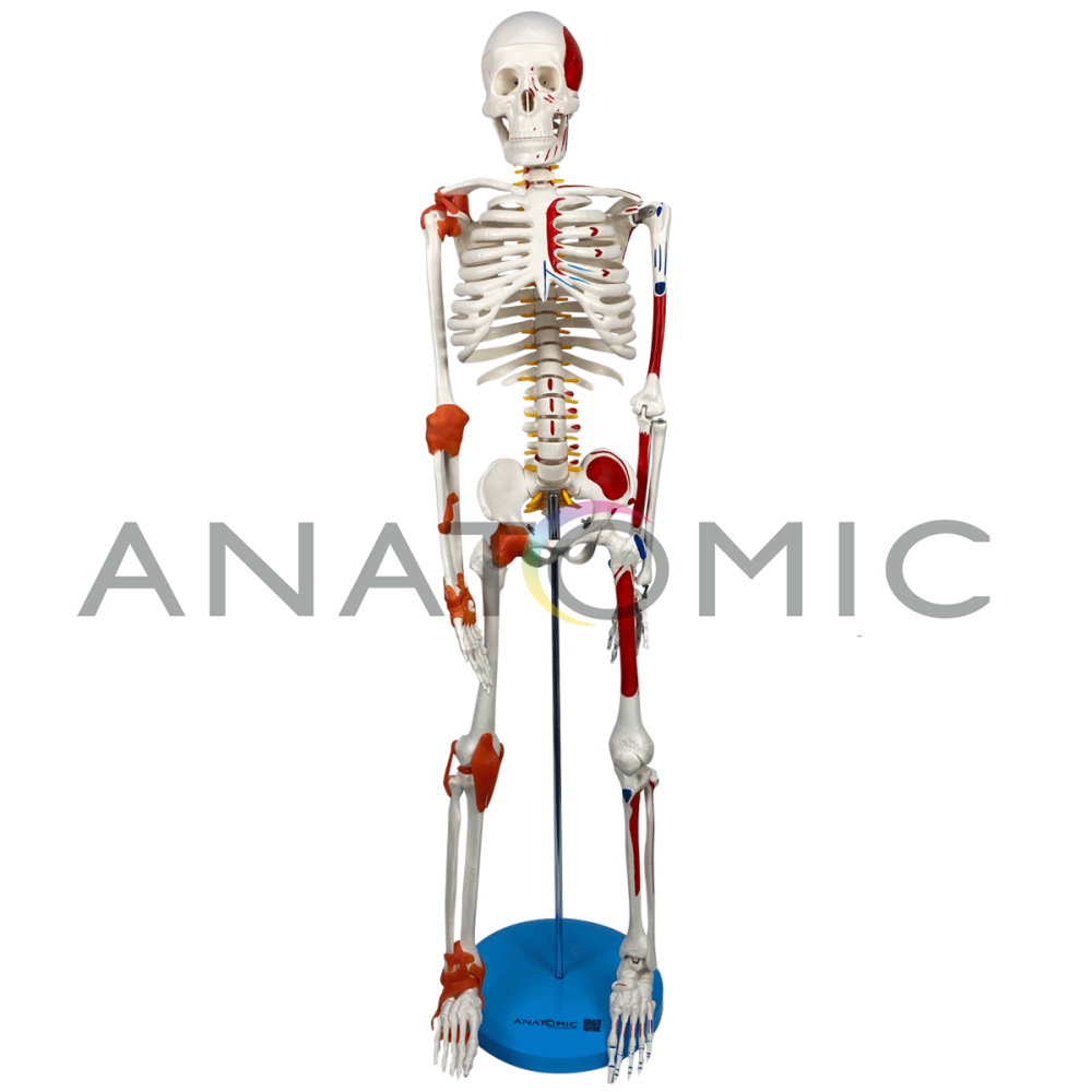 Esqueleto 85 cm c/ Ligamentos, Inserções Musculares, Suporte e Base