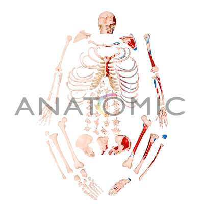 Esqueleto Tamanho Natural, Desarticulado, com Origem e Inserção Muscular