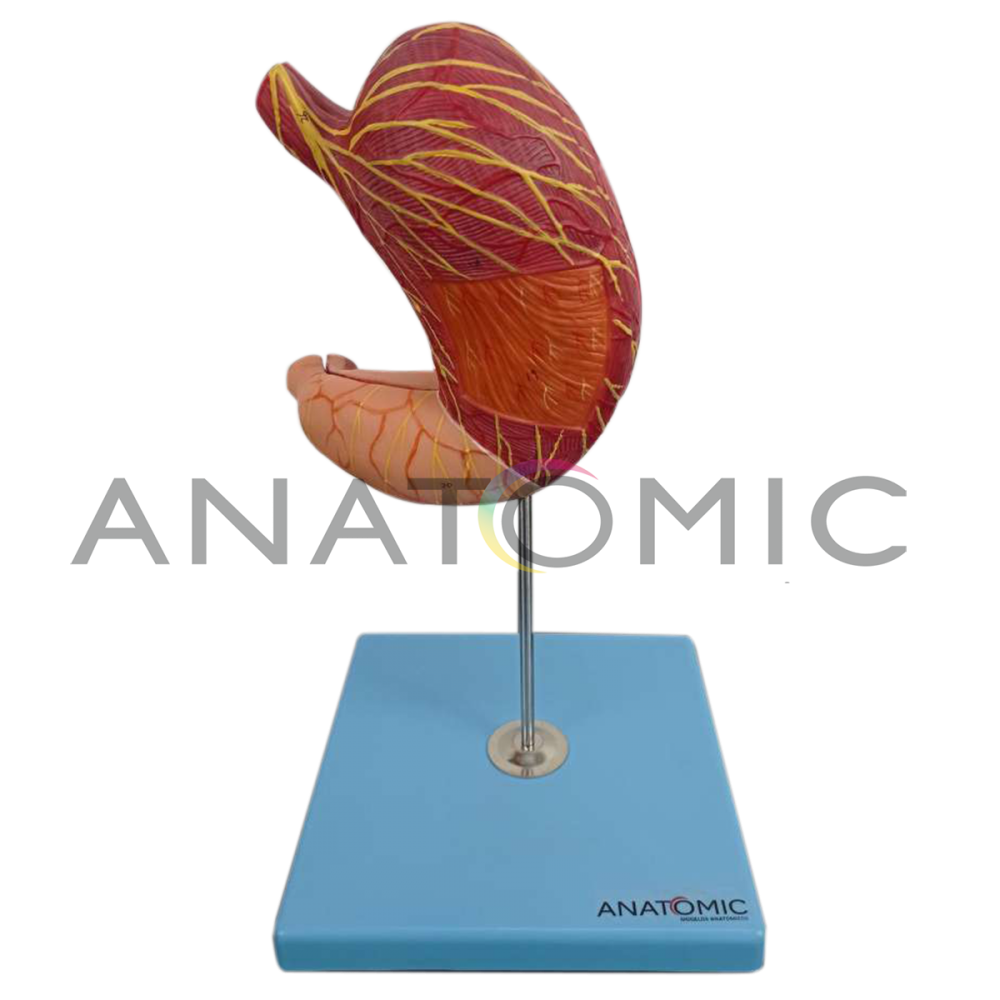 Estômago Luxo, em 2 partes