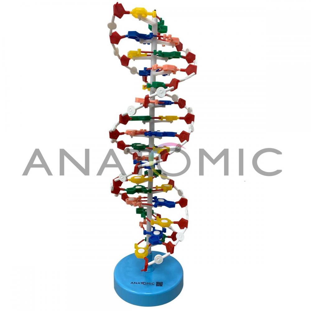 Dupla Hélice de DNA