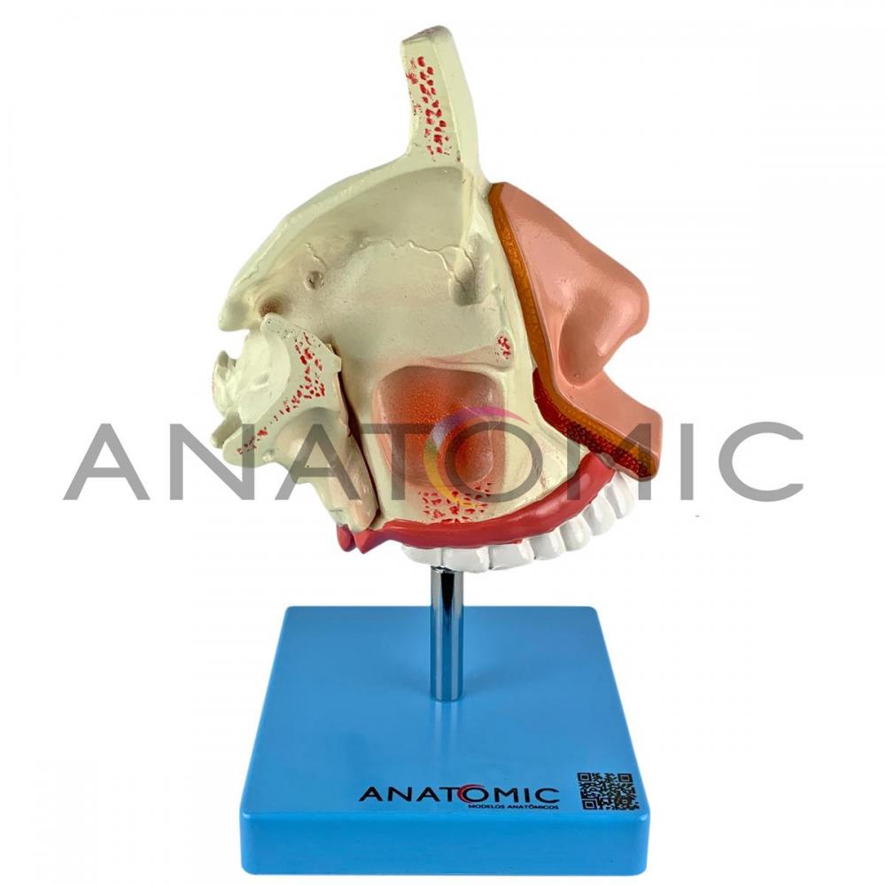 Nariz com Arcada Dentária Superior